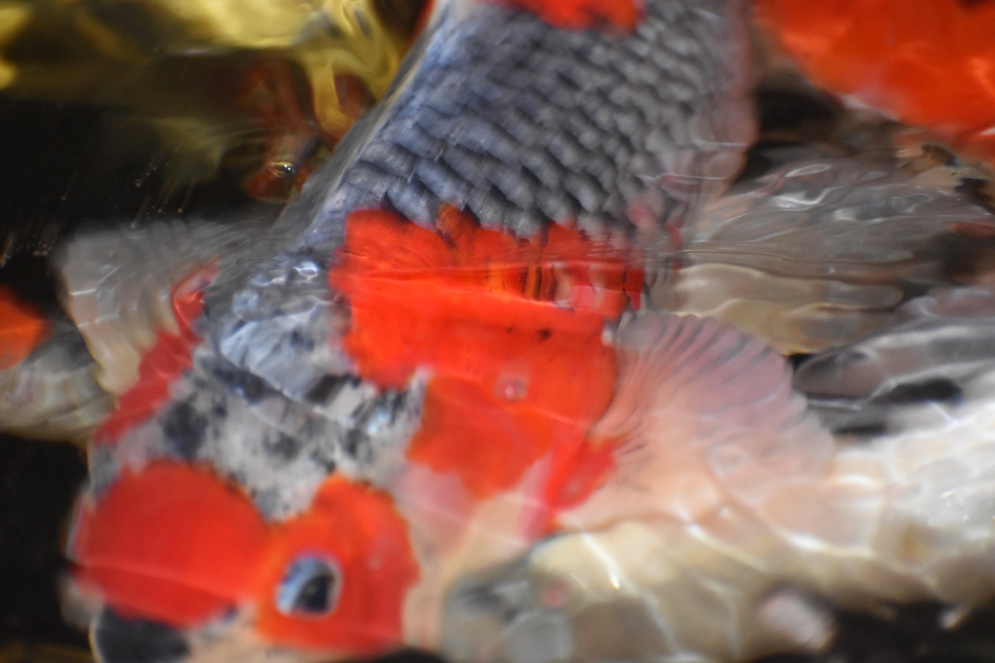 Koi in clear water
