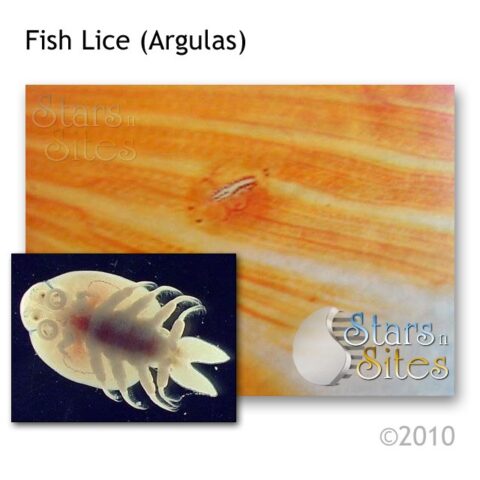 Fish Lice (Argulas) | Koi Enterprise