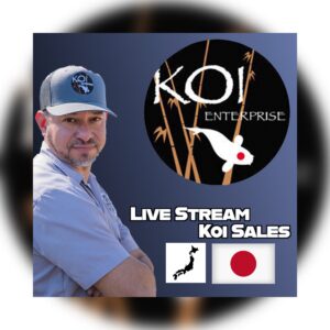 Live Stream Koi Sales