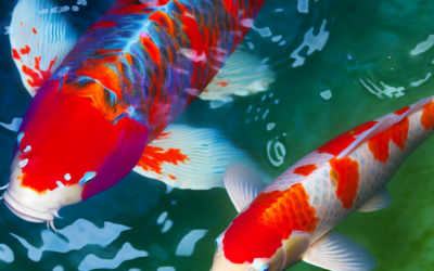Japanese vs. Domestic Koi: Understanding the Differences
