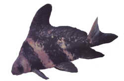 Hi Fin Banded Sharks In Stock!