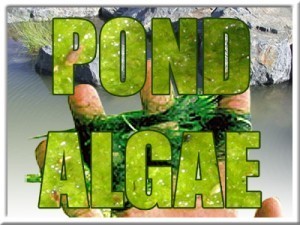 Controlling Pond Algae