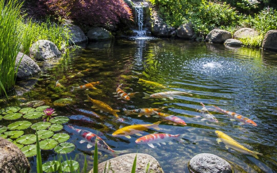 Keeping Koi Oxygenated During Hot, Still Weather